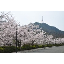 向島洋らんセンターの桜並木と高見山