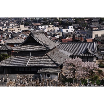 春の慈観寺