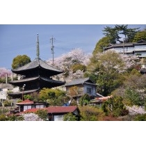春の天寧寺三重塔一帯