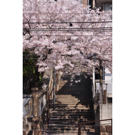 正一位稲荷大明神脇の桜