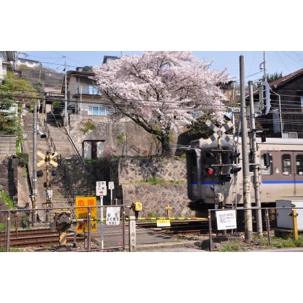 持光寺下踏切の一本桜