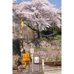 持光寺下踏切の一本桜