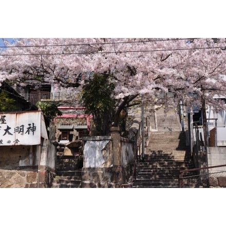 正一位稲荷大明神脇の桜