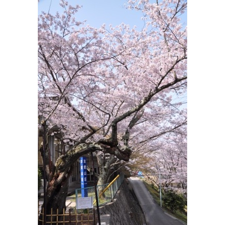 千光寺公園のシンボル桜