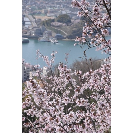 千光寺公園の桜越しに見る渡船