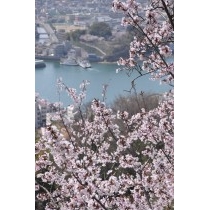 千光寺公園の桜越しに見る渡船