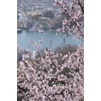 千光寺公園の桜越しに見る渡船