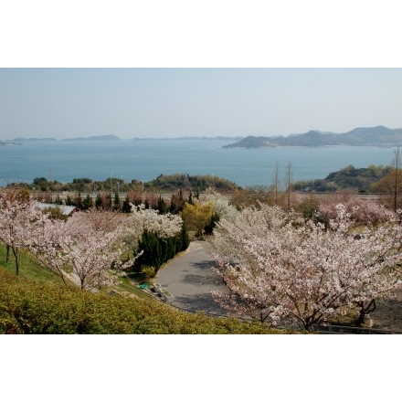 シトラスパーク瀬戸田の桜