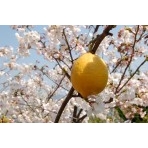 シトラスパーク瀬戸田の桜とレモン