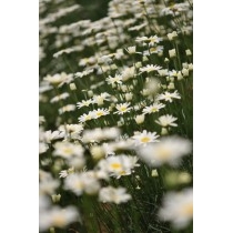 除虫菊