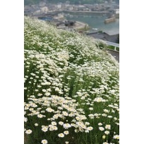 重井西港斜面の除虫菊畑