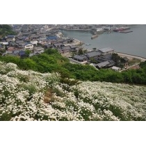 重井西港斜面の除虫菊畑