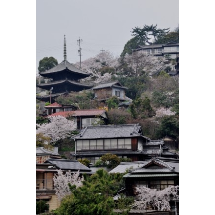 千光寺山の春