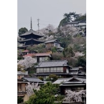 千光寺山の春