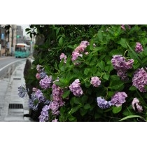 道路沿いに咲くあじさい
