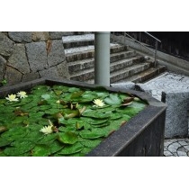 千光寺新道の蓮