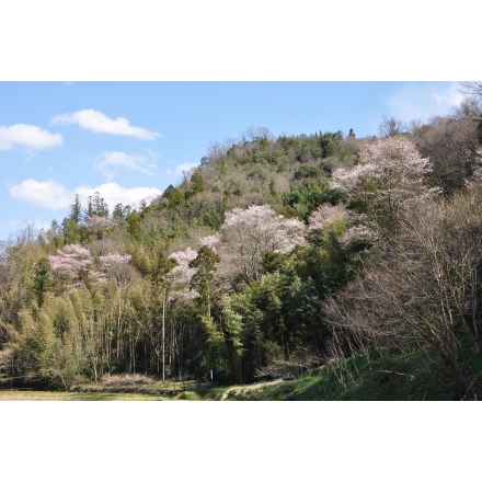 天然記念物・原田町のエドヒガンザクラ（早春なごみ桜）