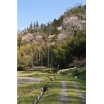 天然記念物・原田町のエドヒガンザクラ（早春なごみ桜）