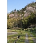 天然記念物・原田町のエドヒガンザクラ（早春なごみ桜）