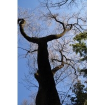 天然記念物・原田町のエドヒガンザクラ（早春なごみ桜）