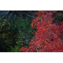 白滝山参道の紅葉