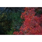 白滝山参道の紅葉