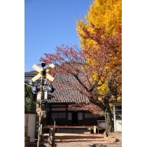 秋の常称寺