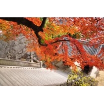 御袖天満宮の紅葉