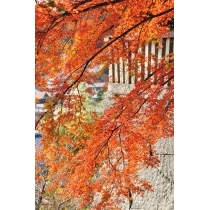 御袖天満宮の紅葉