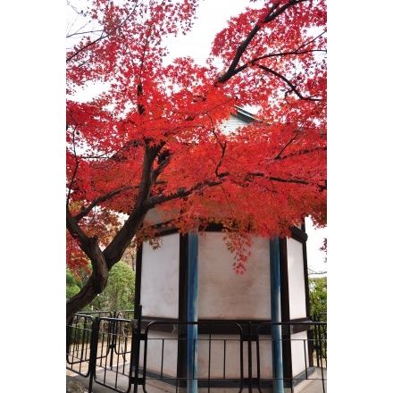 大山寺の紅葉