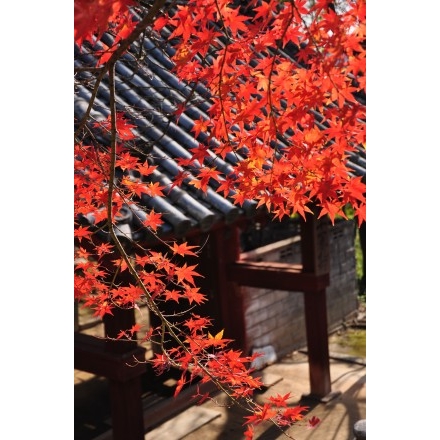 向上寺山門の紅葉