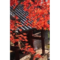 向上寺山門の紅葉