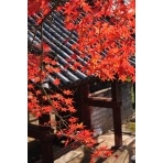 向上寺山門の紅葉