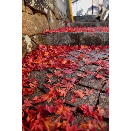 紅葉の落ち葉に彩られた天寧寺坂