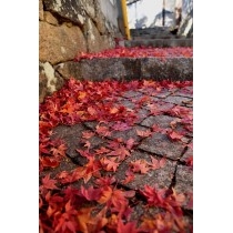 紅葉の落ち葉に彩られた天寧寺坂