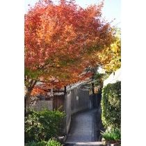 紅葉の文学記念室付近の路地