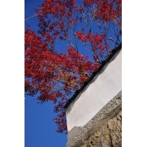 文学記念室の紅葉