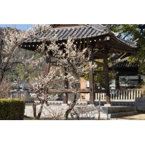大山寺の梅