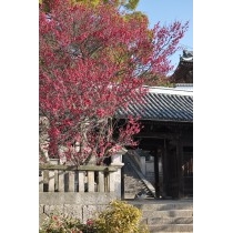 御袖天満宮の梅