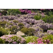 千光寺公園の藤棚
