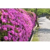 千光寺公園のツツジ