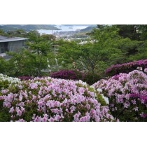 千光寺公園のツツジ