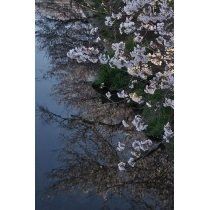 桜土手