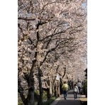 桜土手