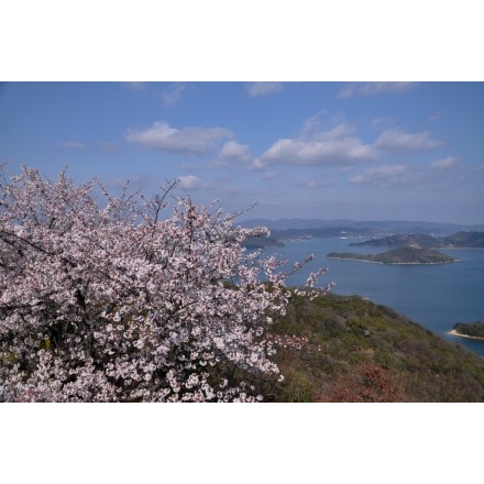 高見山の桜