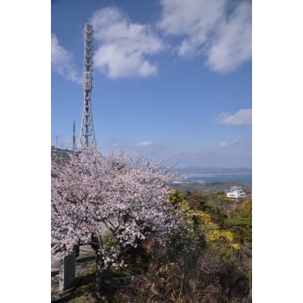 高見山の桜