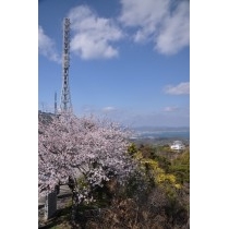 高見山の桜