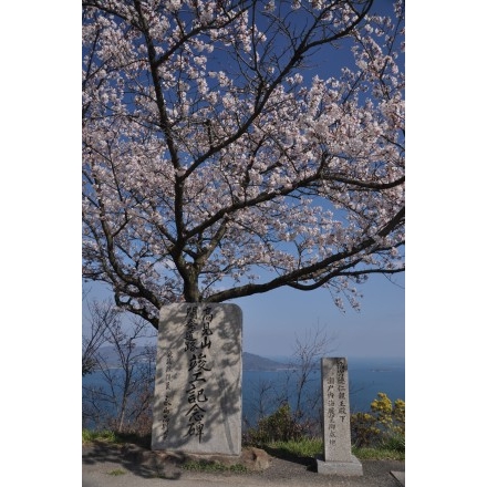高見山の桜