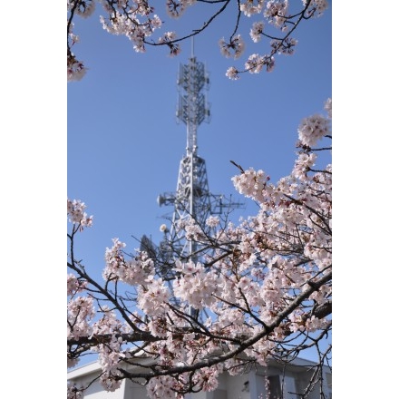 高見山の桜