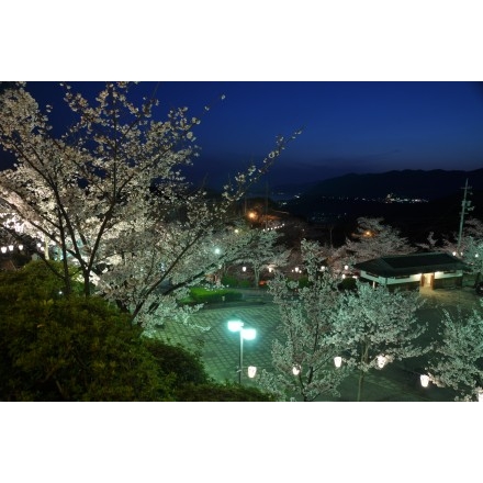 千光寺公園の夜桜